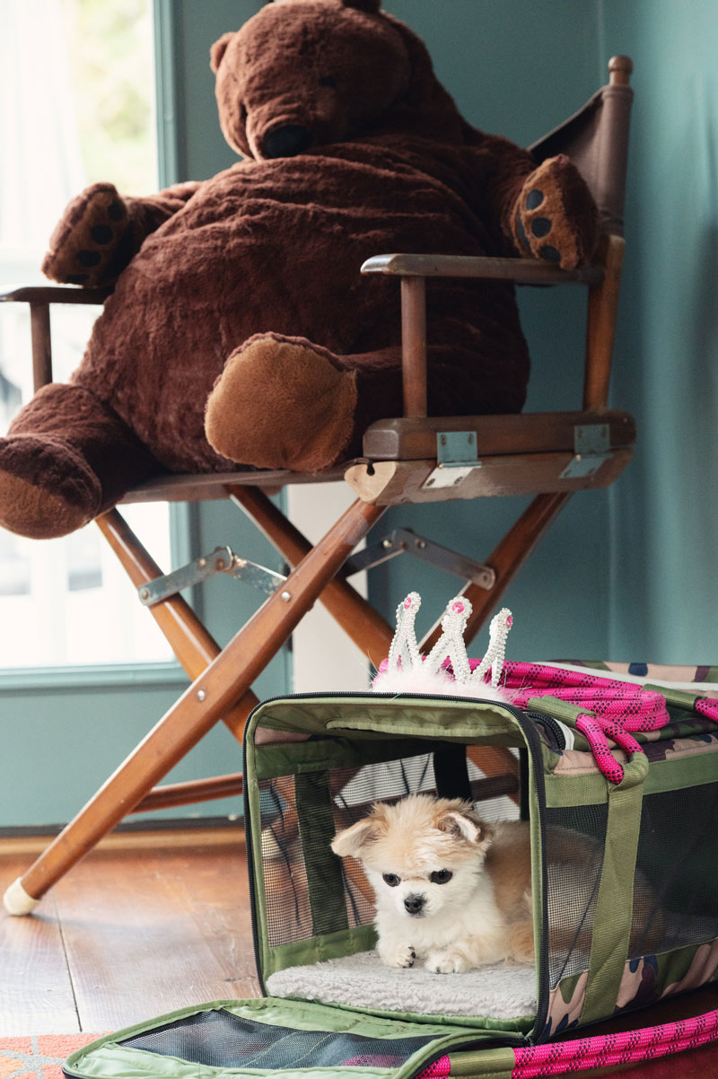 A giant teddy bear is sitting in a directors chair while a small dog is laying in a green carrier.